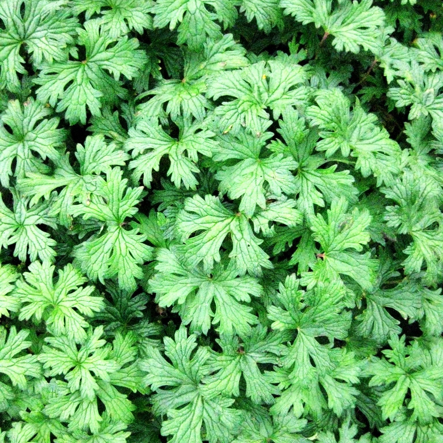 Wiesen-Storchschnabel 'Johnson's Blue' (Geranium pratense)