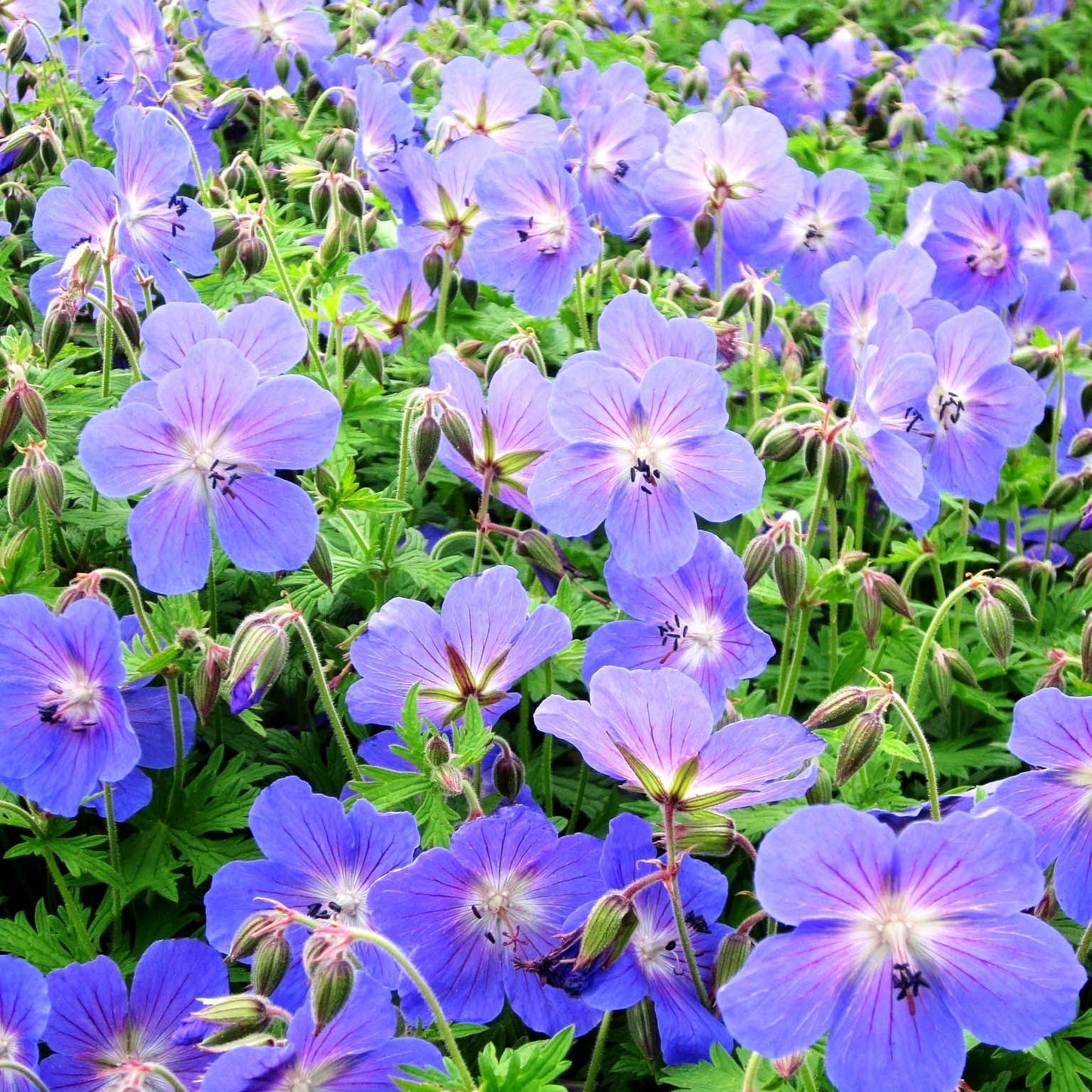 Wiesen-Storchschnabel 'Johnson's Blue' (Geranium pratense)