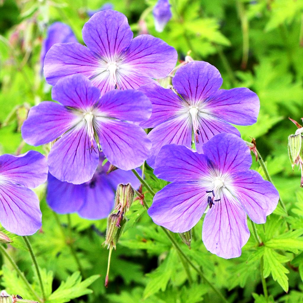 Wiesen-Storchschnabel 'Johnson's Blue' (Geranium pratense)