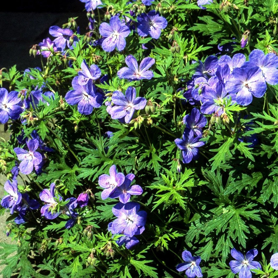 Wiesen-Storchschnabel 'Johnson's Blue' (Geranium pratense)