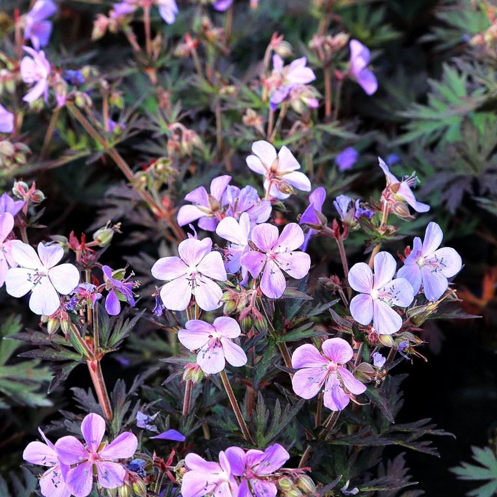 Wiesen-Storchschnabel 'Midnight Reiter' (Geranium pratense)