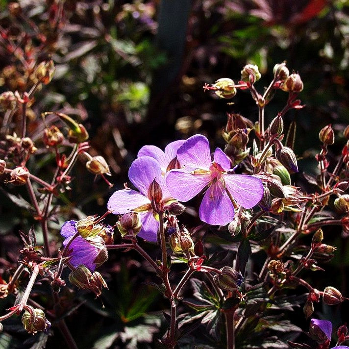 Wiesen-Storchschnabel 'Midnight Reiter' (Geranium pratense)