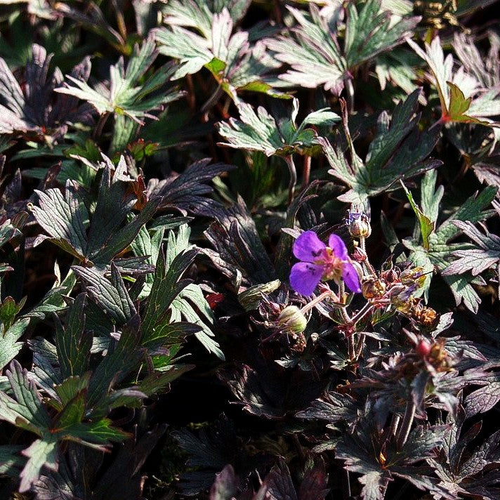 Wiesen-Storchschnabel 'Midnight Reiter' (Geranium pratense)