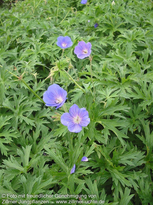 Wiesen-Storchschnabel 'Orion' (Geranium pratense)