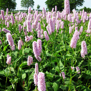 Wiesenknöterich 'Superba' (Persicaria bistorta)