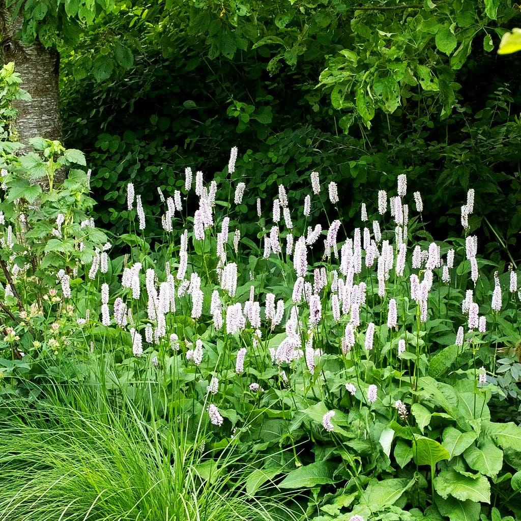 Wiesenknöterich 'Superba' (Persicaria bistorta)