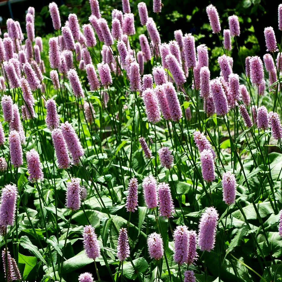 Wiesenknöterich 'Superba' (Persicaria bistorta)