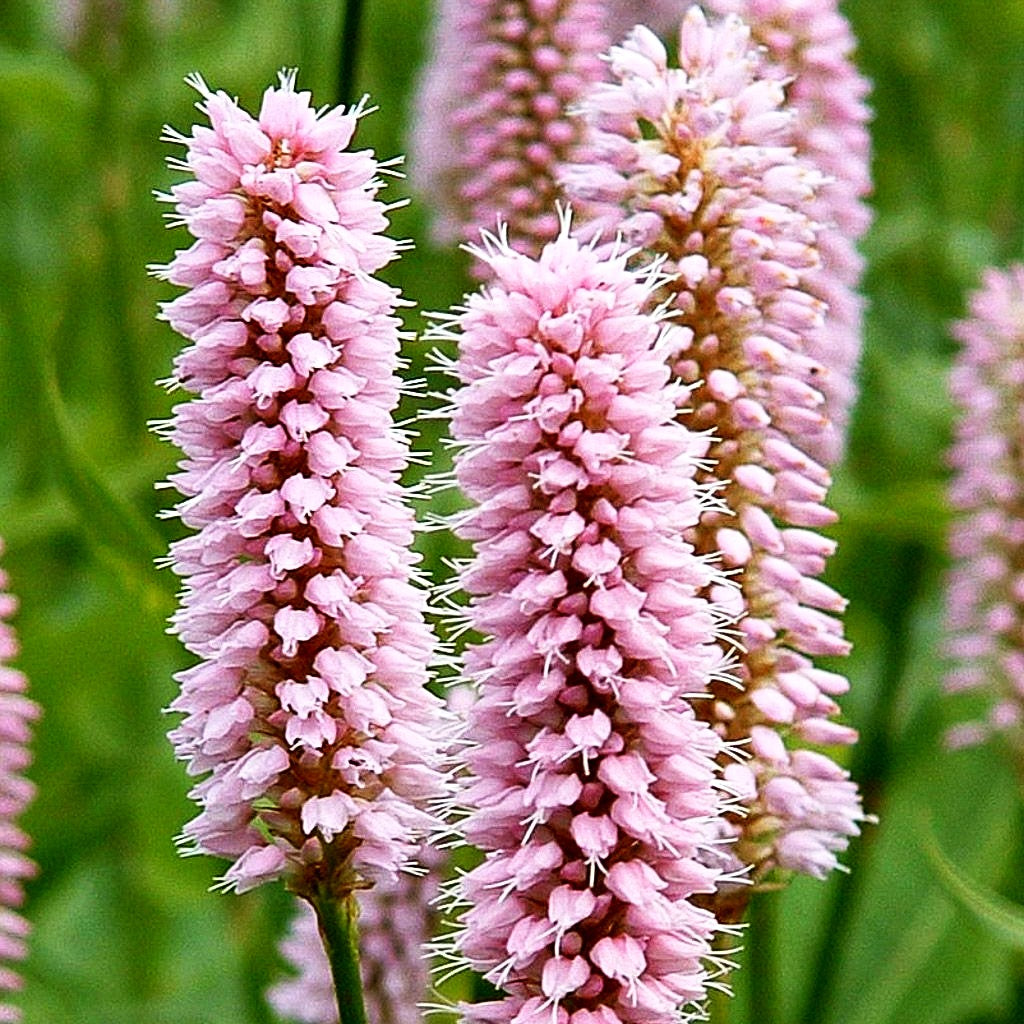 Wiesenknöterich 'Superba' (Persicaria bistorta)