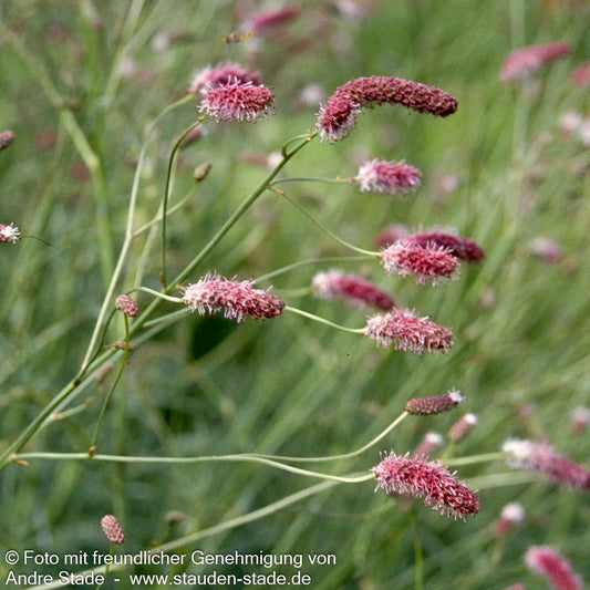 Wiesenknopf (Sanguisorba officinalis)
