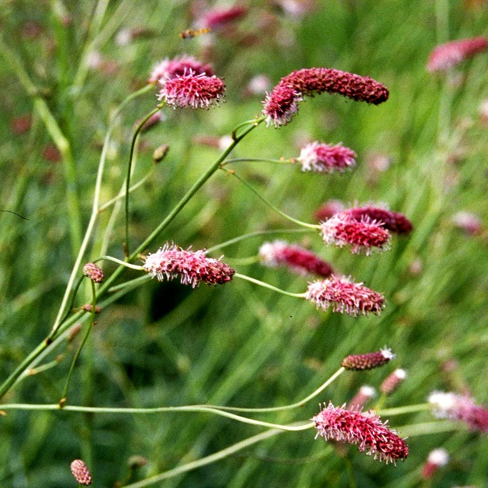 Wiesenknopf (Sanguisorba officinalis)