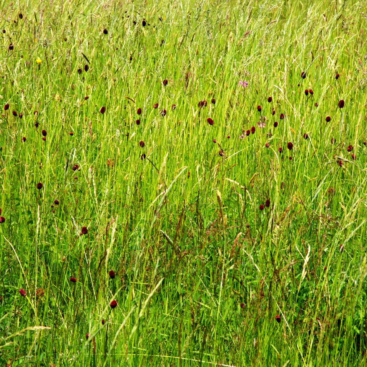 Wiesenknopf (Sanguisorba officinalis)