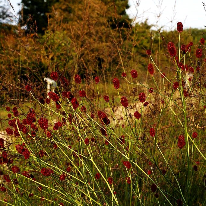 Wiesenknopf (Sanguisorba officinalis)