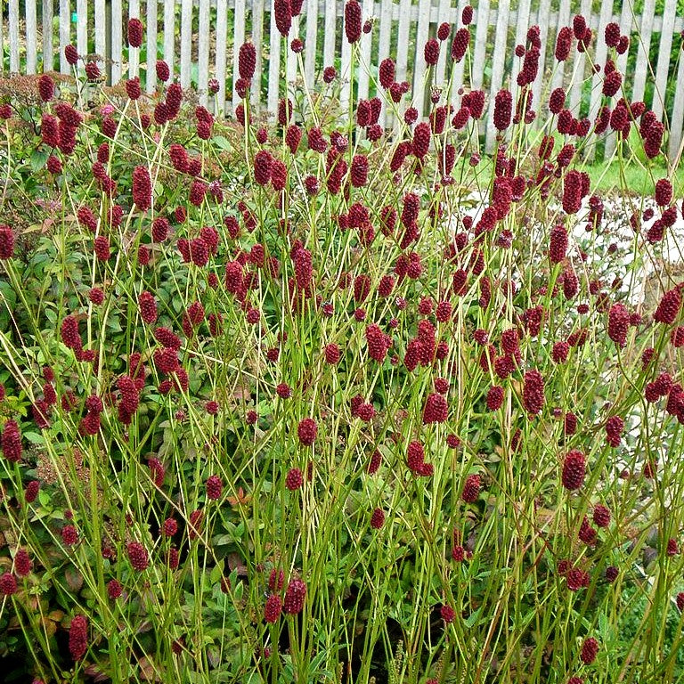 Wiesenknopf (Sanguisorba officinalis)