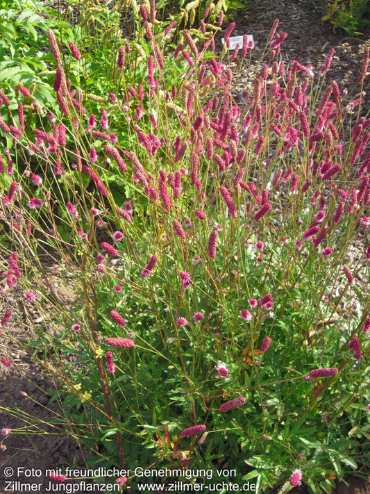 Wiesenknopf 'Tanna' (Sanguisorba officinalis)