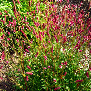 Wiesenknopf 'Tanna' (Sanguisorba officinalis)