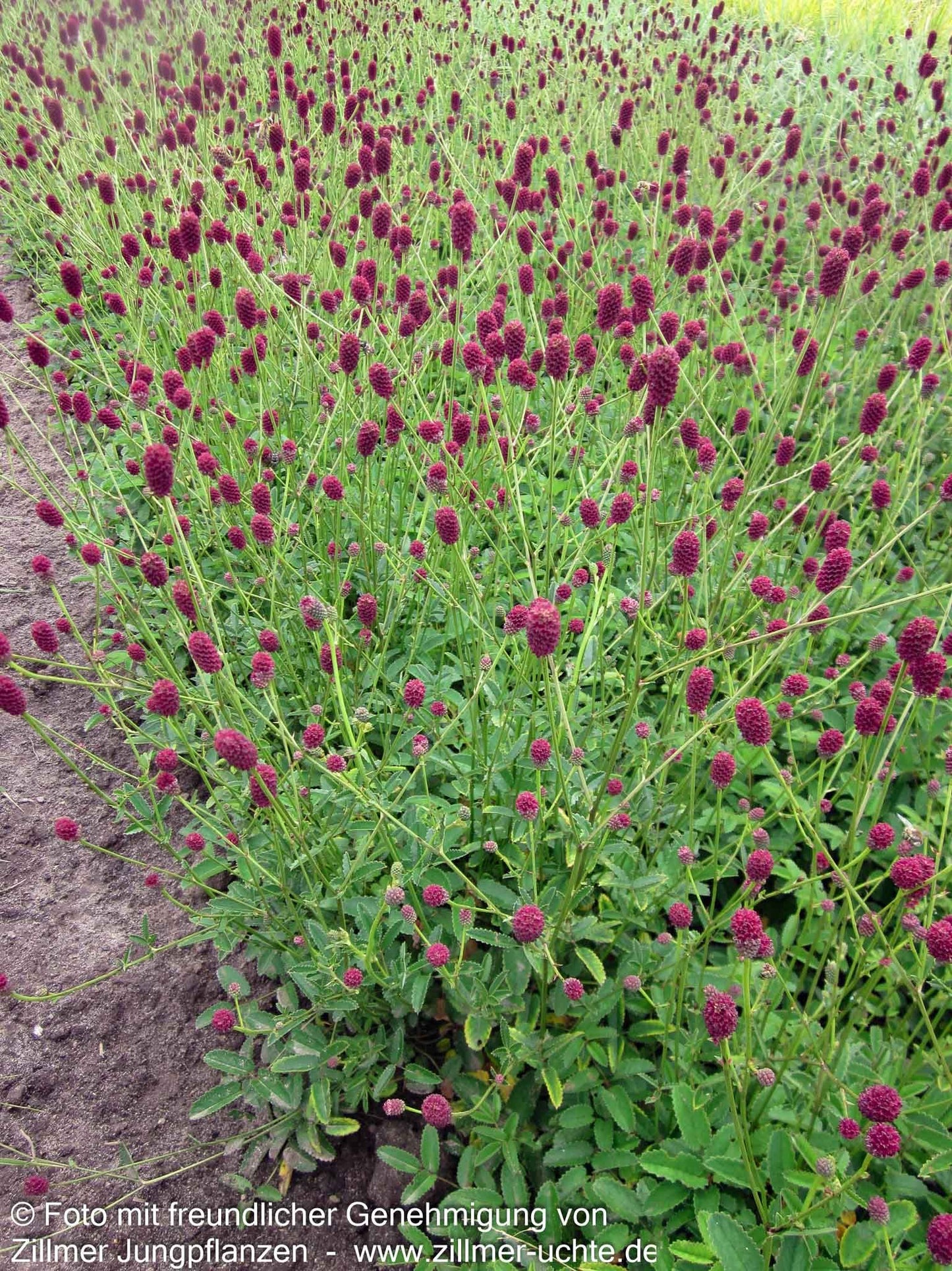 Wiesenknopf 'Tanna' (Sanguisorba officinalis)