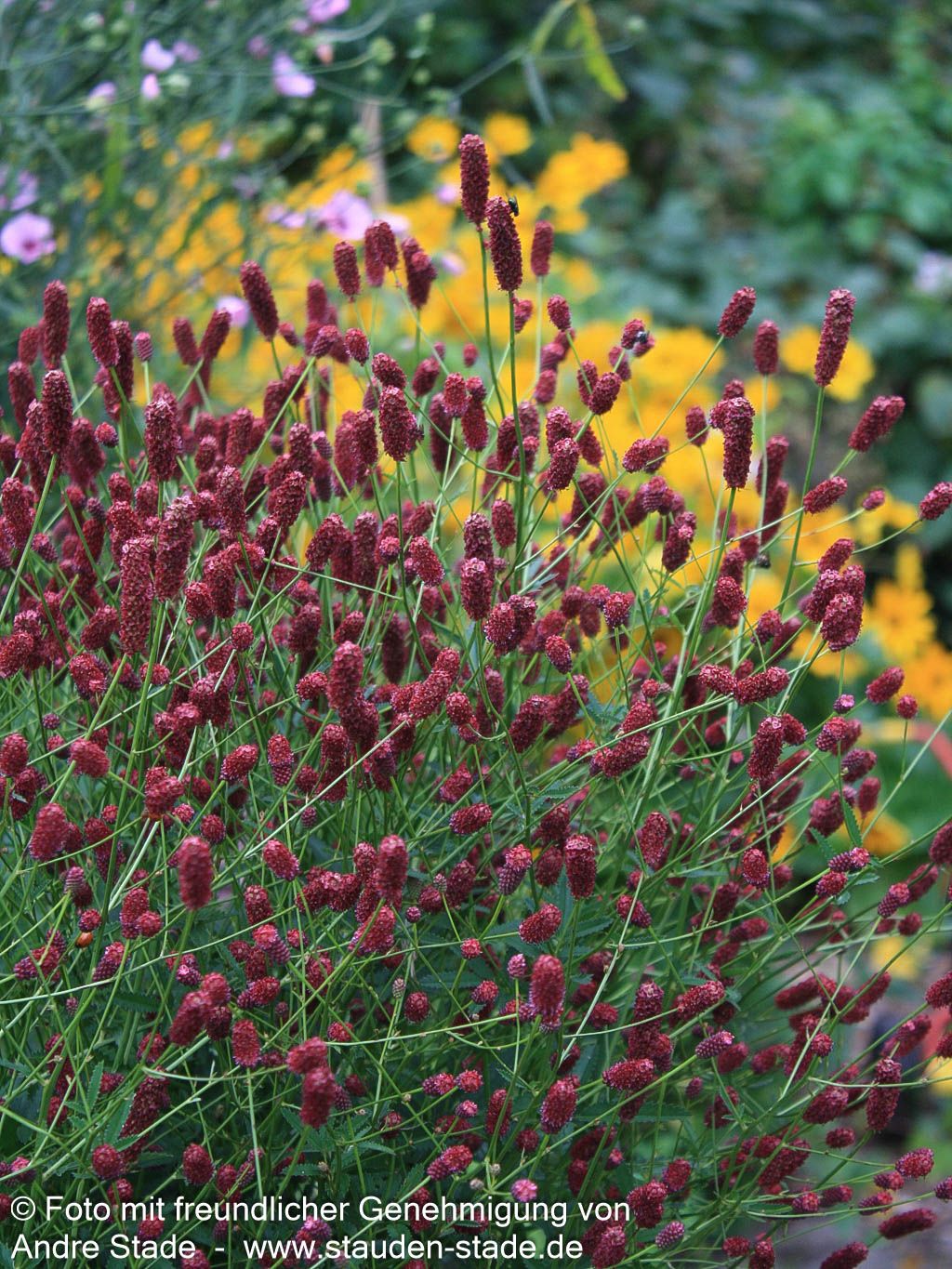 Wiesenknopf 'Tanna' (Sanguisorba officinalis)