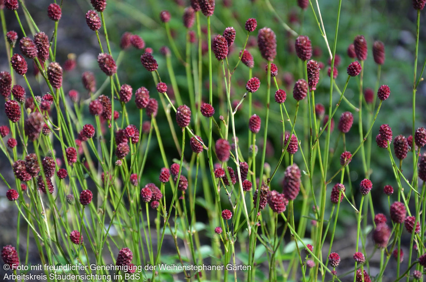 Wiesenknopf 'Tanna' (Sanguisorba officinalis)