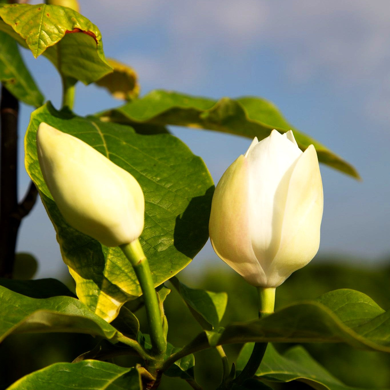 Wiesners Magnolie 'Aashild Kalleberg' (Magnolia x wiesneri)