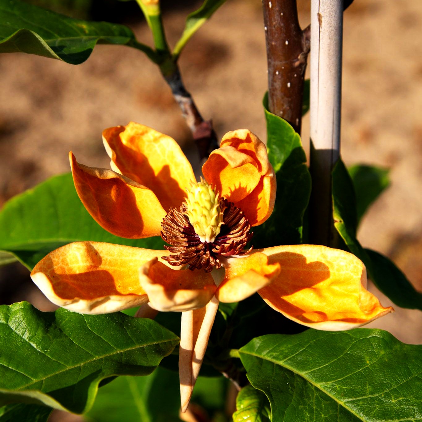 Wiesners Magnolie 'Aashild Kalleberg' (Magnolia x wiesneri)