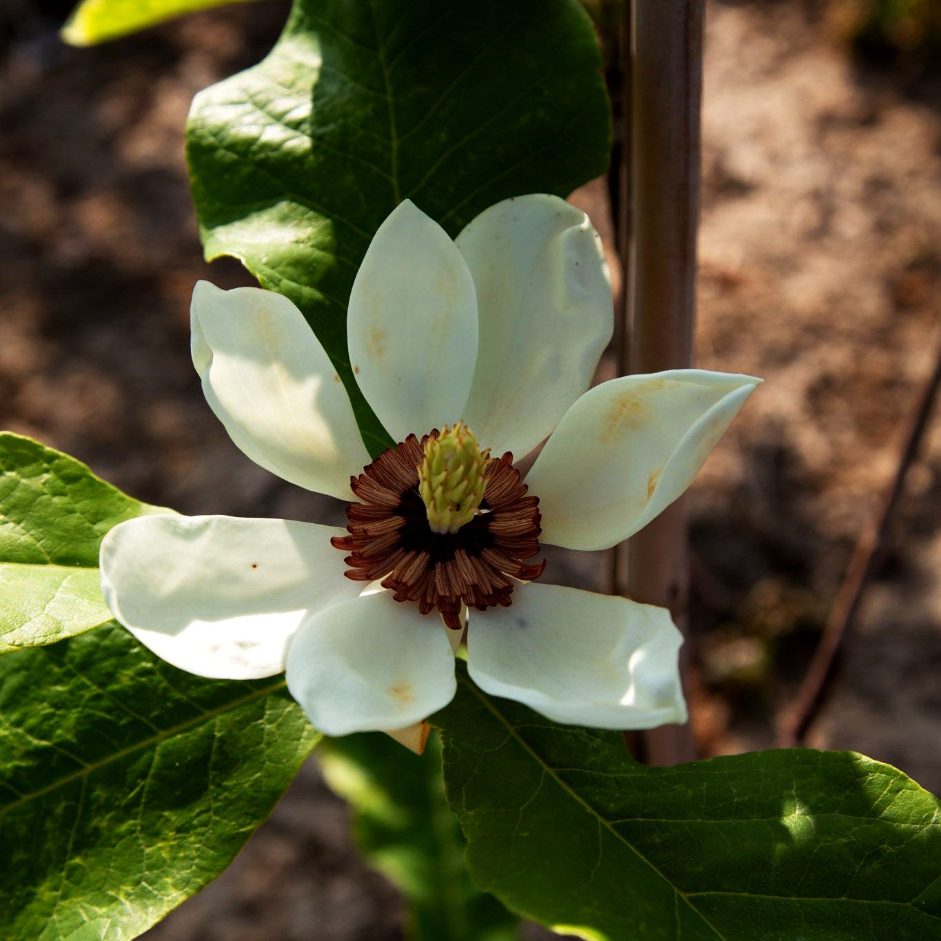 Wiesners Magnolie 'Aashild Kalleberg' (Magnolia x wiesneri)