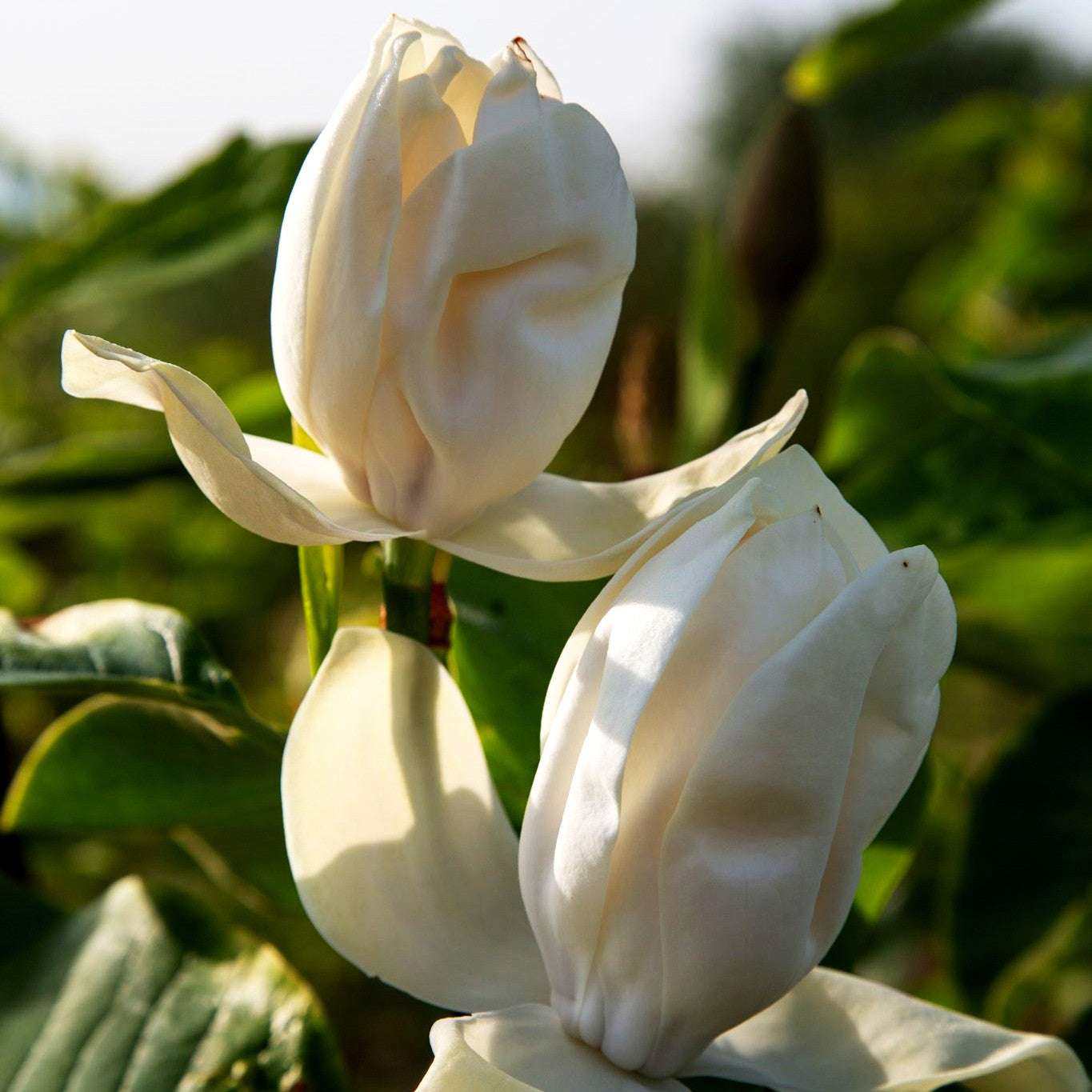 Wiesners Magnolie 'Aashild Kalleberg' (Magnolia x wiesneri)