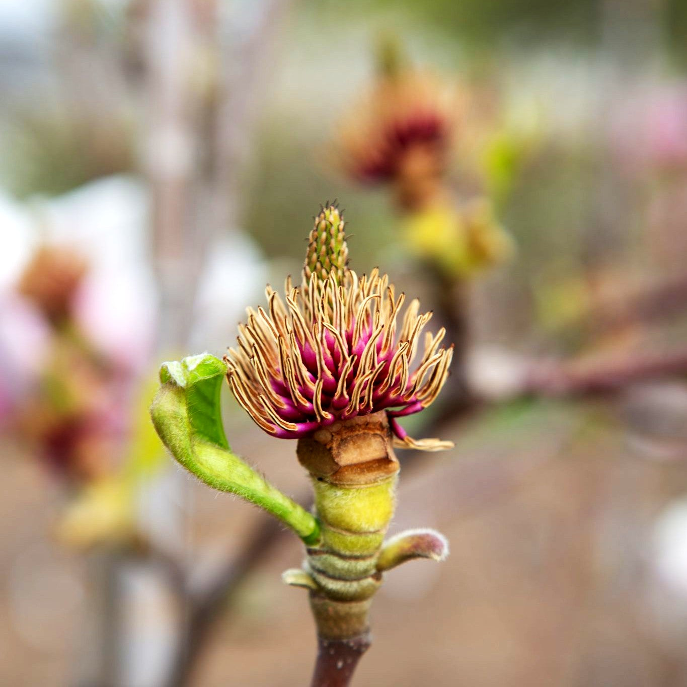 Wiesners Magnolie 'Aashild Kalleberg' (Magnolia x wiesneri)