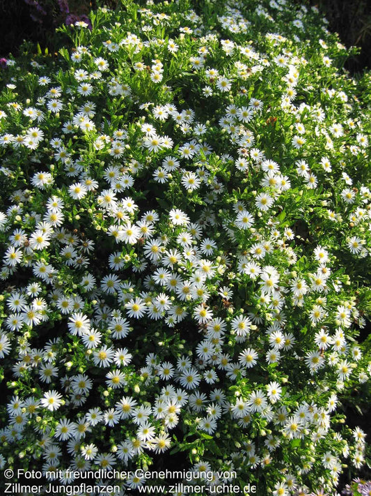Wild-Aster 'Ashvi' (Aster ageratoides)
