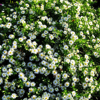 Wild-Aster 'Ashvi' (Aster ageratoides)