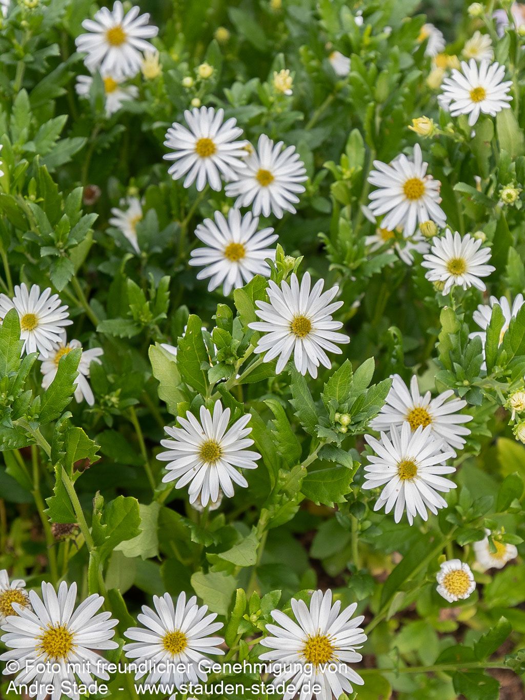 Wild-Aster 'Ashvi' (Aster ageratoides)