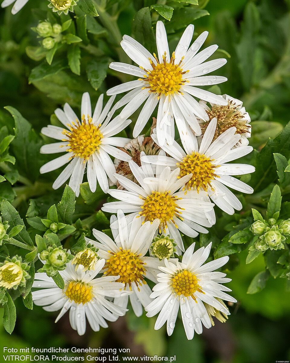 Wild-Aster 'Ashvi' (Aster ageratoides)
