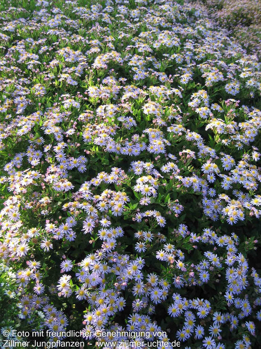 Wild-Aster 'Asran' (Aster ageratoides)