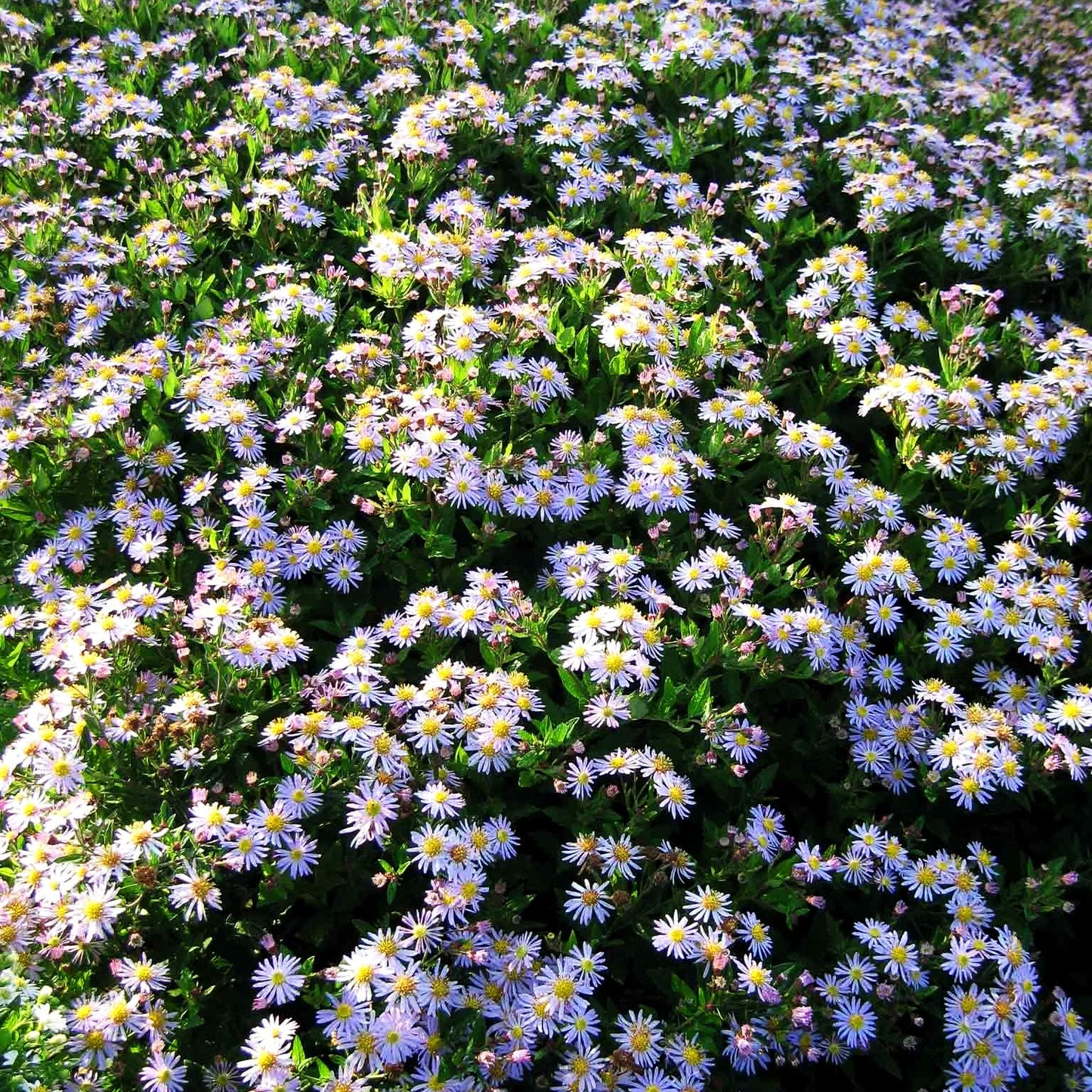 Wild-Aster 'Asran' (Aster ageratoides)