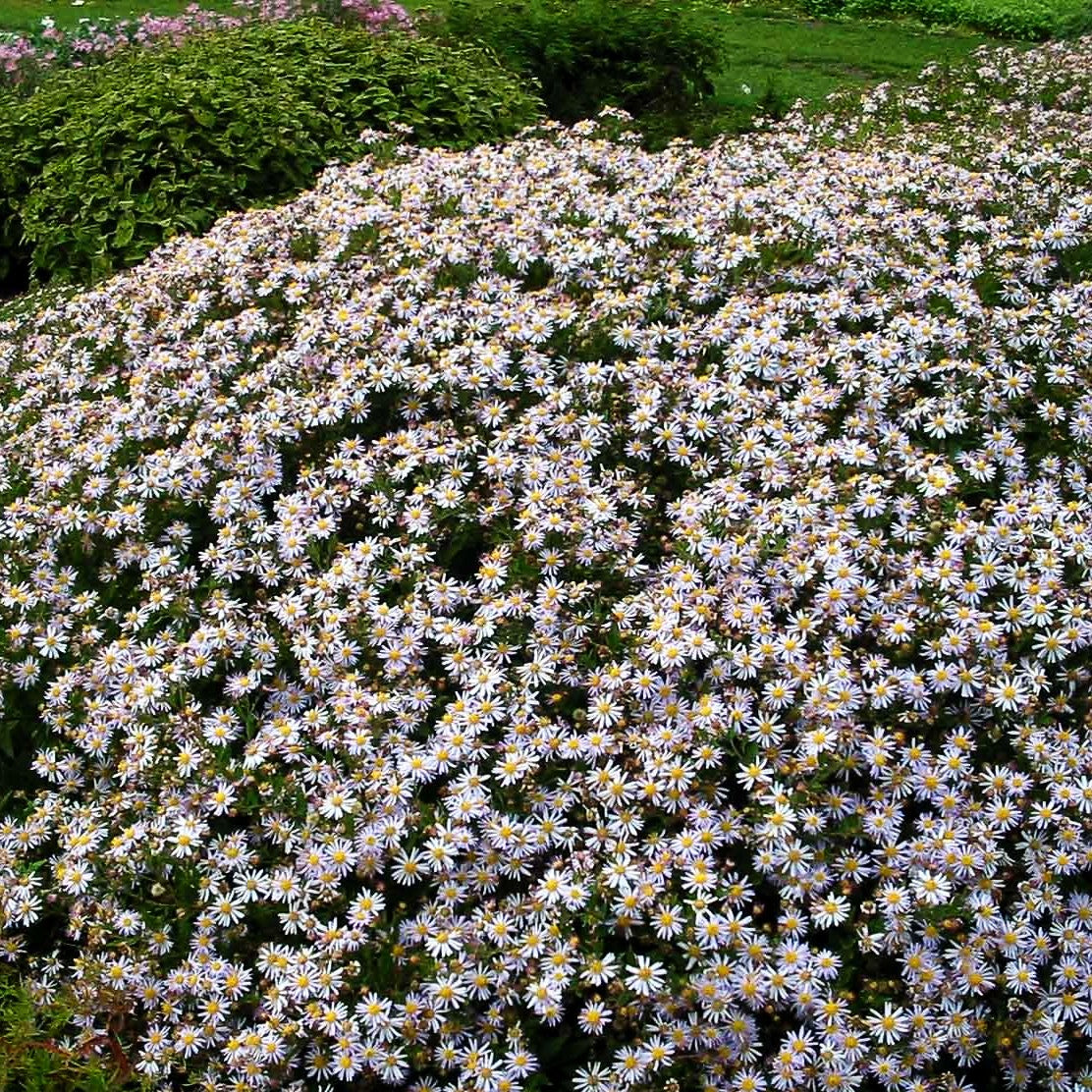 Wild-Aster 'Asran' (Aster ageratoides)