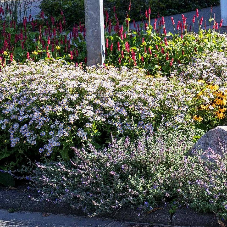 Wild-Aster 'Asran' (Aster ageratoides)