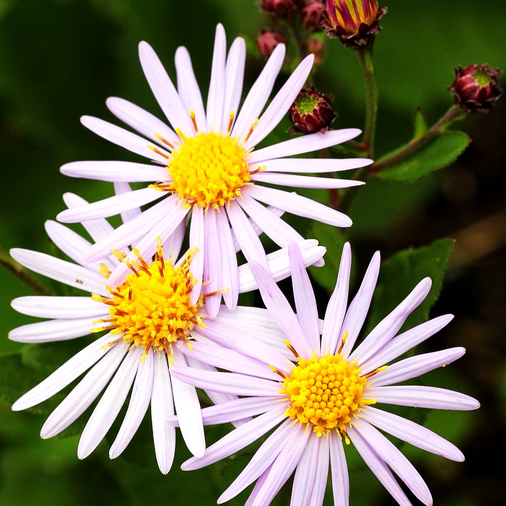 Wild-Aster 'Asran' (Aster ageratoides)