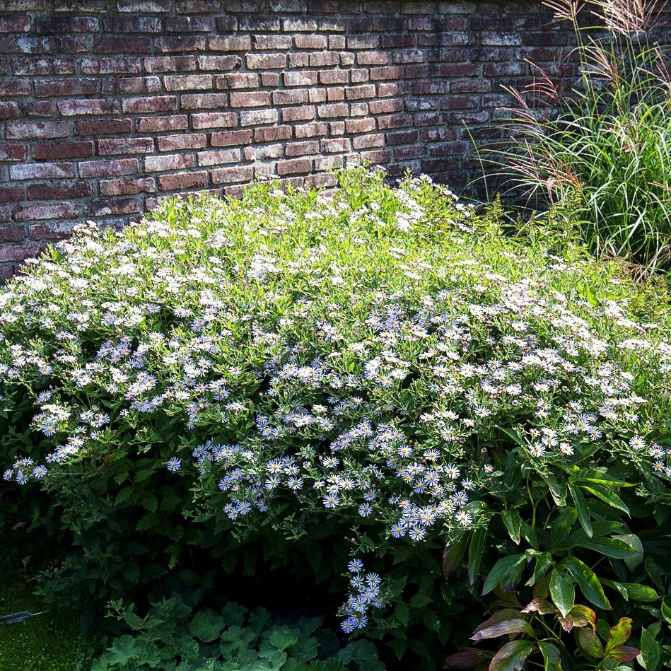 Wild-Aster 'Asran' (Aster ageratoides)
