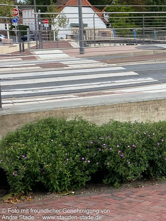Wild-Aster 'Ezo Murasaki' (Aster ageratoides)