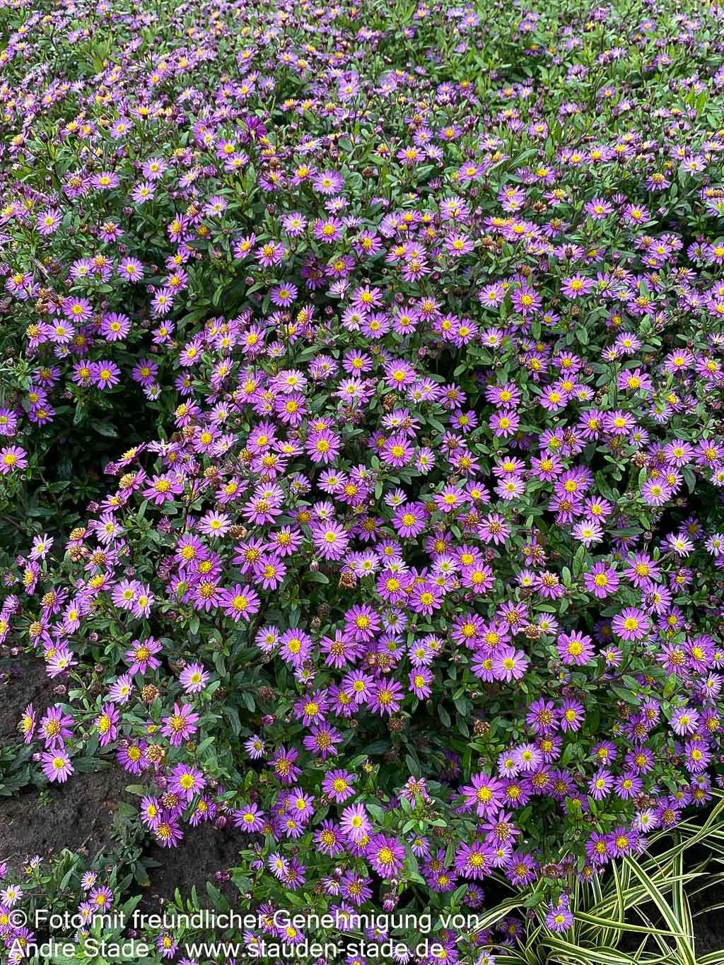 Wild-Aster 'Ezo Murasaki' (Aster ageratoides)