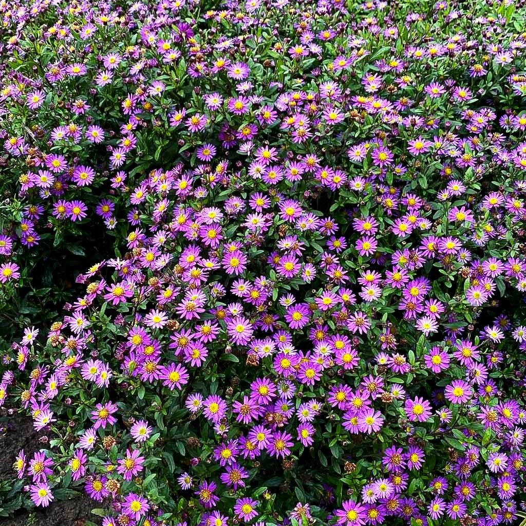 Wild-Aster 'Ezo Murasaki' (Aster ageratoides)