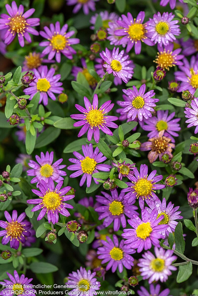 Wild-Aster 'Ezo Murasaki' (Aster ageratoides)