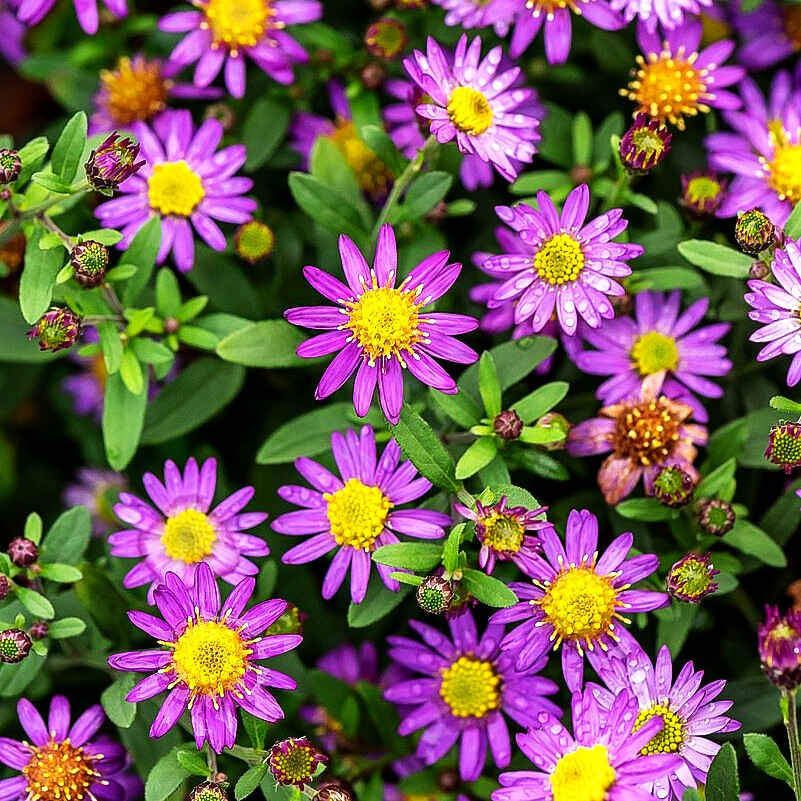 Wild-Aster 'Ezo Murasaki' (Aster ageratoides)
