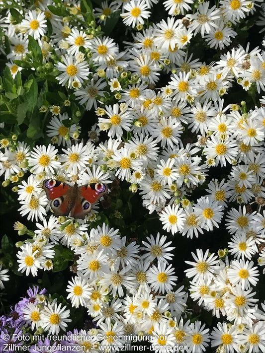 Wild-Aster 'Starshine' (Aster ageratoides)