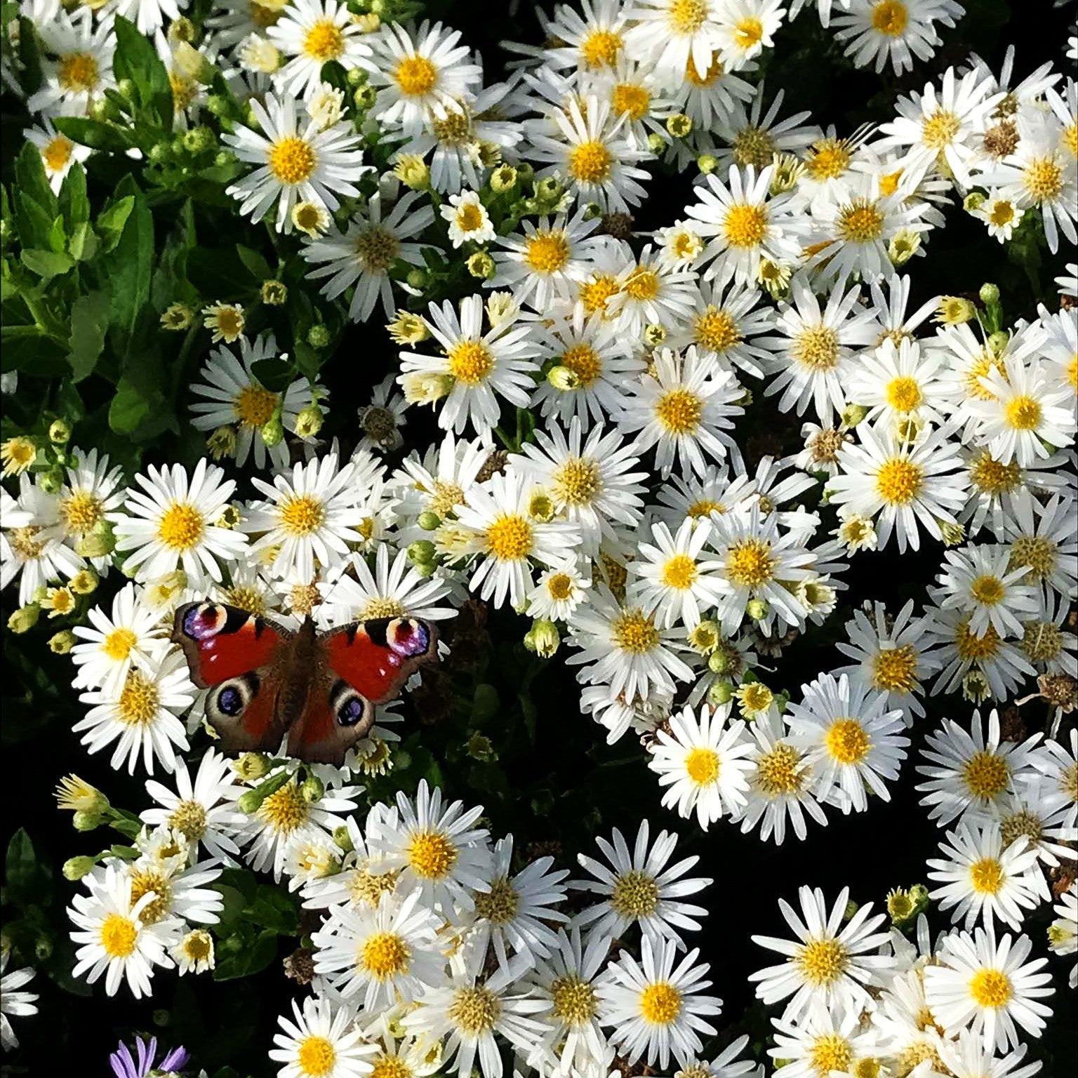 Wild-Aster 'Starshine' (Aster ageratoides) kaufen – pflanzenmax.de