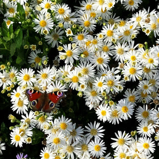 Wild-Aster 'Starshine' (Aster ageratoides)