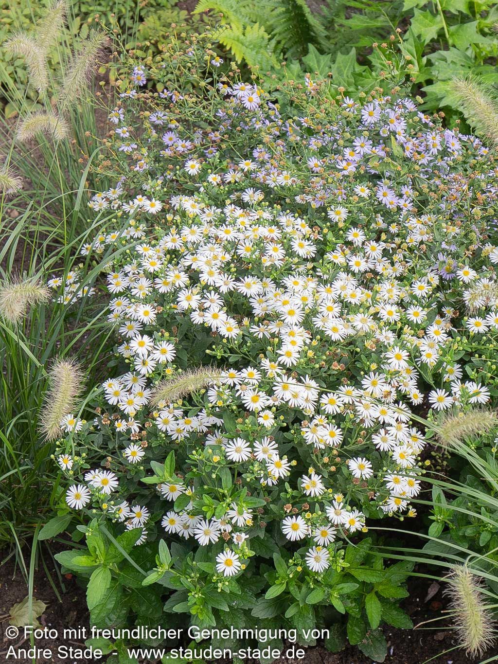Wild-Aster 'Starshine' (Aster ageratoides)