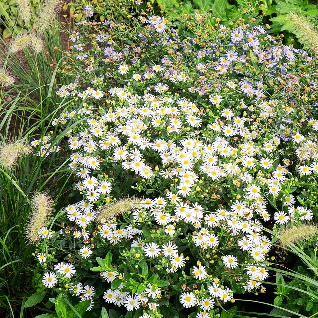 Wild-Aster 'Starshine' (Aster ageratoides)