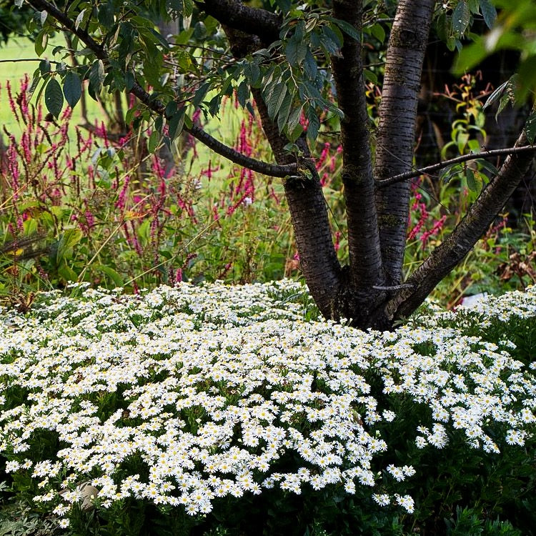Wild-Aster 'Starshine' (Aster ageratoides)