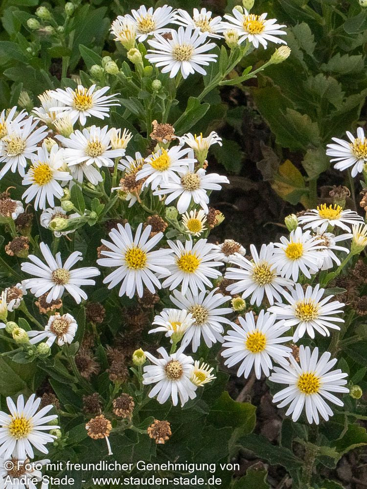 Wild-Aster 'Starshine' (Aster ageratoides)