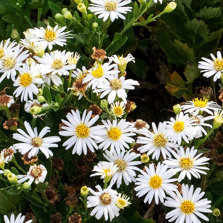 Wild-Aster 'Starshine' (Aster ageratoides)
